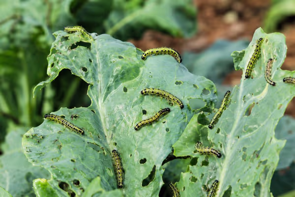 Las plagas en la agricultura: un desafío para los cultivos y el medio ambiente