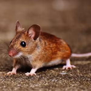 Ratas y ratones