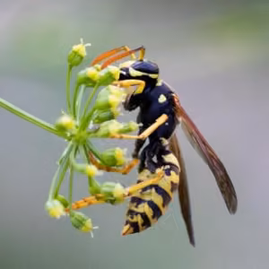 Avispas