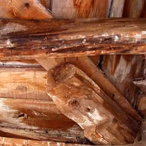 Hongos de la madera