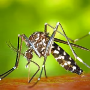 Mosquitos