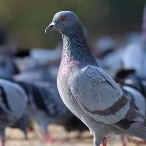 Palomas y gaviotas