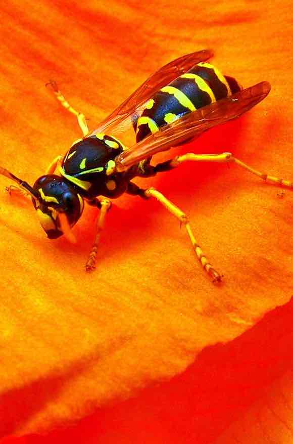 Eliminar plagues de vespes