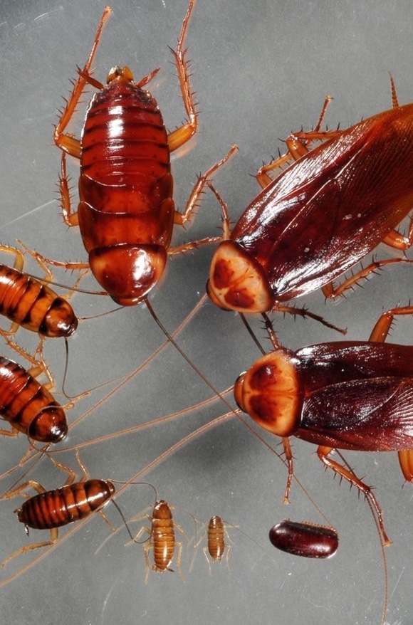 Plagues d'paneroles a Barcelona