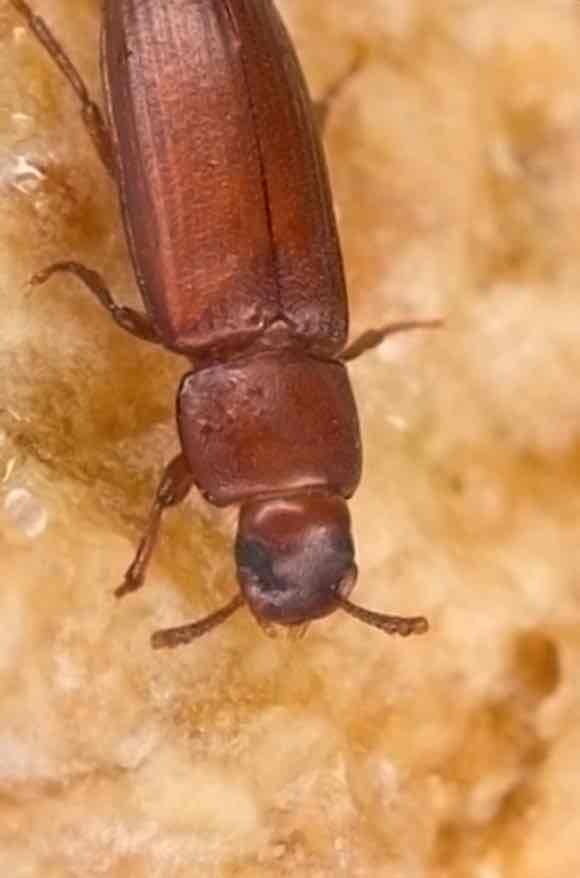 Control plagues de corcs a Barcelona