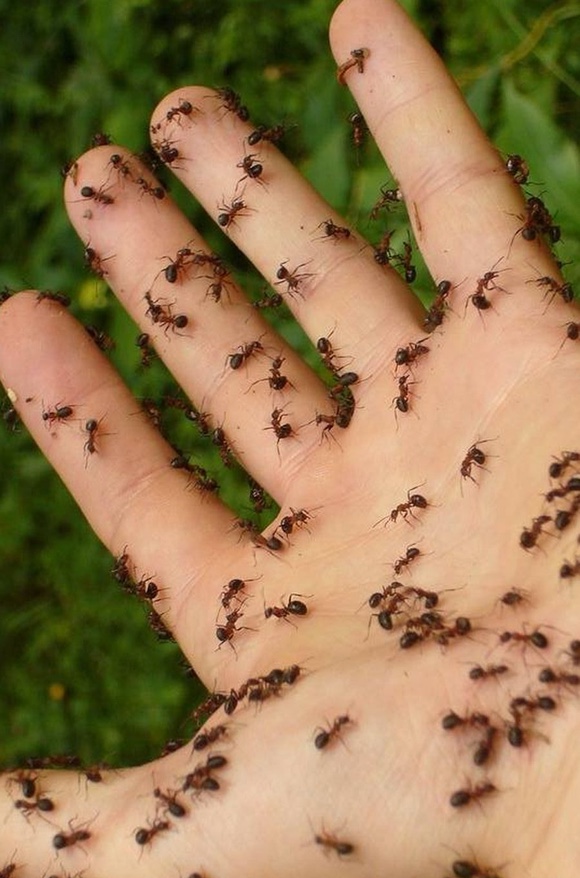 Eliminar plagas hormigas