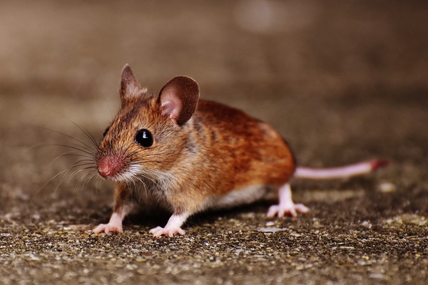 Plagues de rates i ratolins a Barcelona