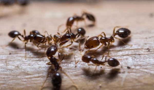 Plagas de hormigas en Barcelona