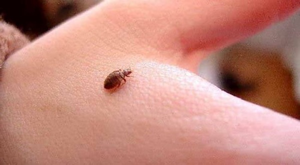 Plagues de puces a Barcelona