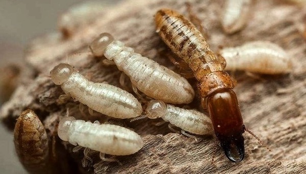 Plagues de tèrmits a Barcelona