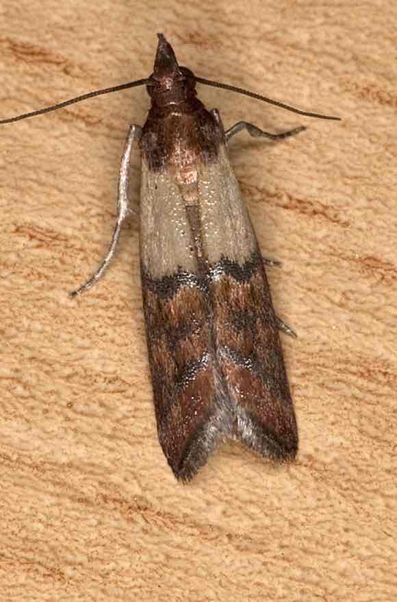 Control plagues de arnes