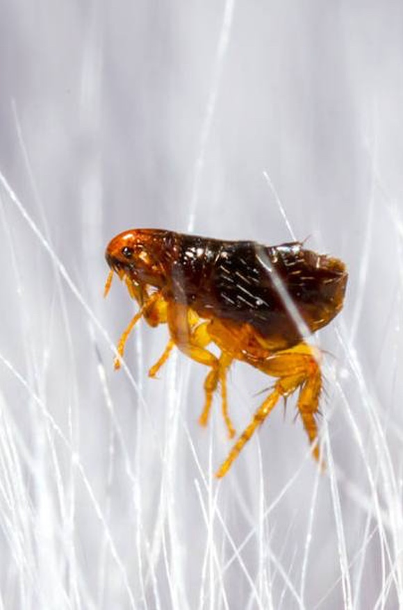 Eliminar plagues de puces