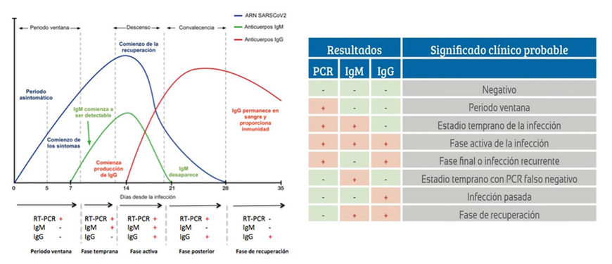 Què són les IgG i les IgM?