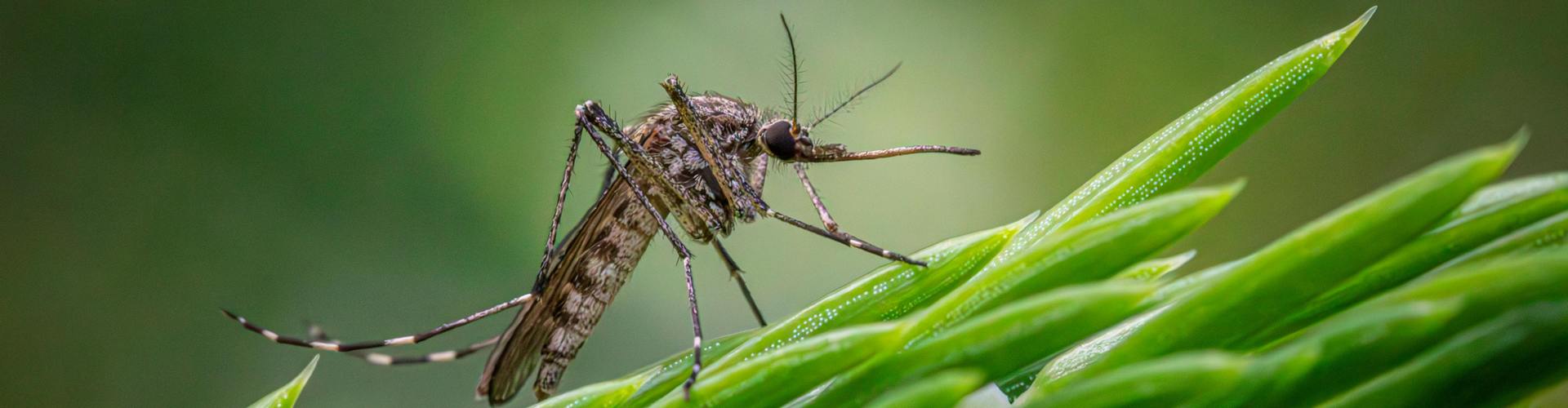 Técnicos en Control de Plagas y Tratamiento de Legionella