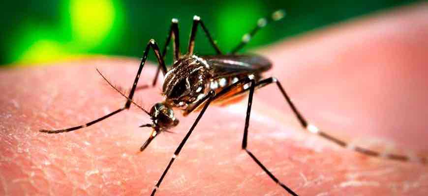 Virus Zika